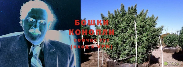 сатива Козловка